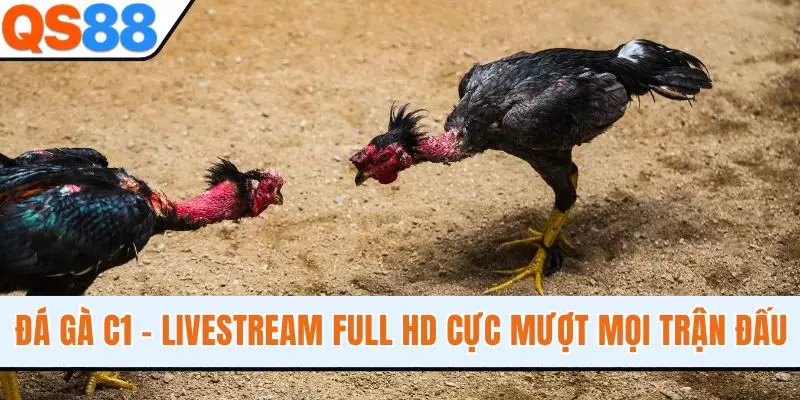 Đá Gà C1 - Livestream Full HD, 4K Cực Mượt Mọi Trận Đấu