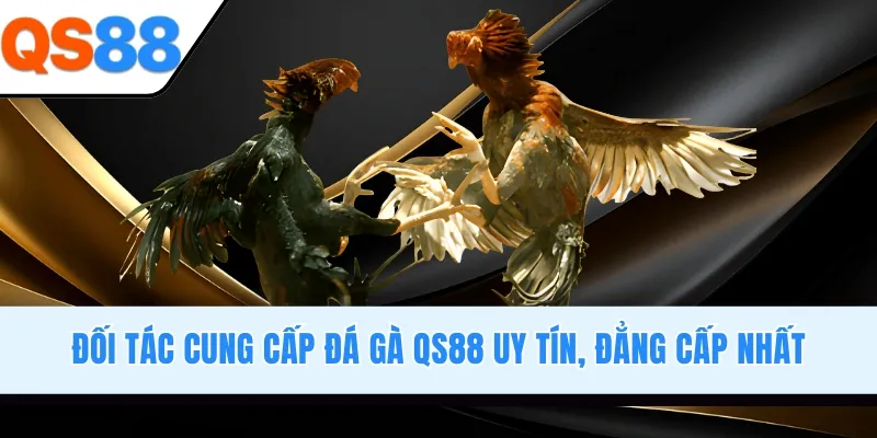 Đối tác cung cấp đá gà QS88 uy tín, đẳng cấp nhất