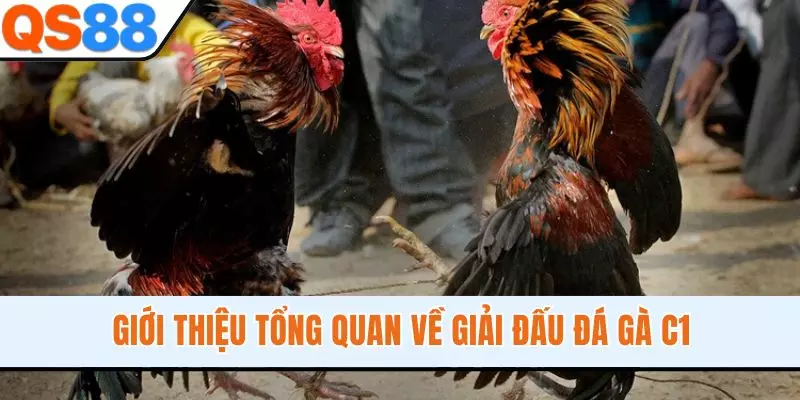 Giới thiệu tổng quan về giải đấu đá gà C1