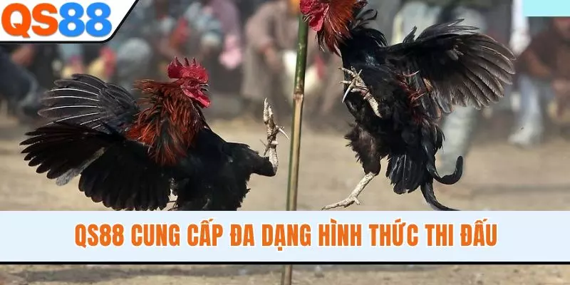 QS88 cung cấp đa dạng hình thức thi đấu