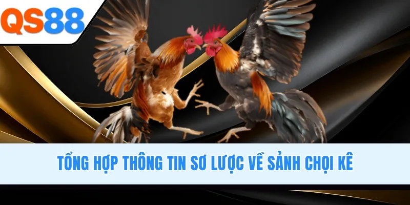 Tổng hợp thông tin sơ lược về sảnh chọi kê